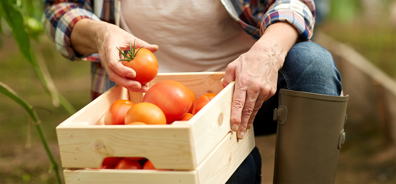 BANNER-Tomate ajuda a puxar custo da cesta básica para o menor preço em 2025 (1)