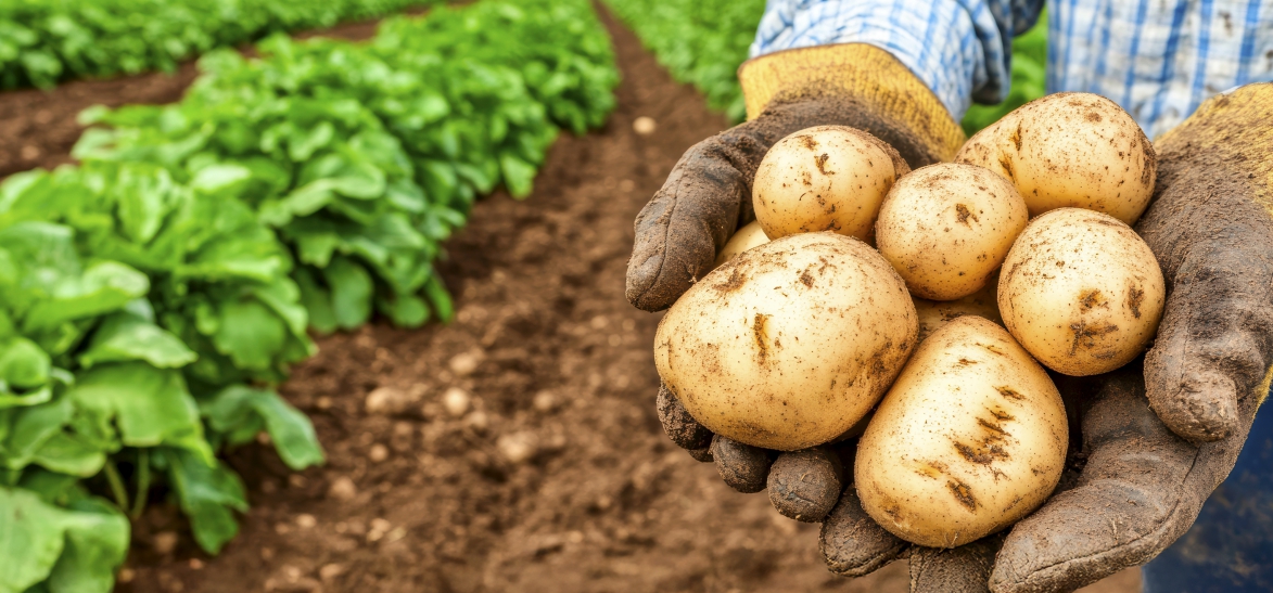 Banner_-_Custo da cesta básica volta a superar os R$ 800 em Cuiabá